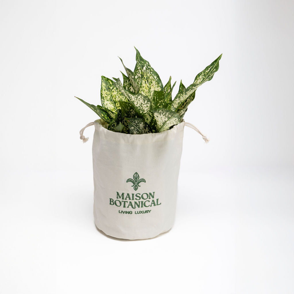 Aglaonema Osaka — Aglaonema Osaka deep green silver grey leaves low light houseplant Canada