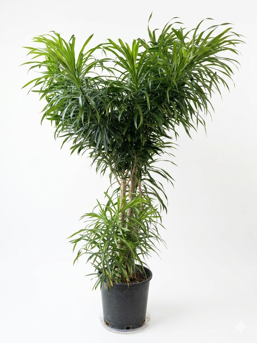 Ficus Anita Stump — Ficus Anita Stump Schefflera umbrella tree sculptural stump base indoor plant Canada