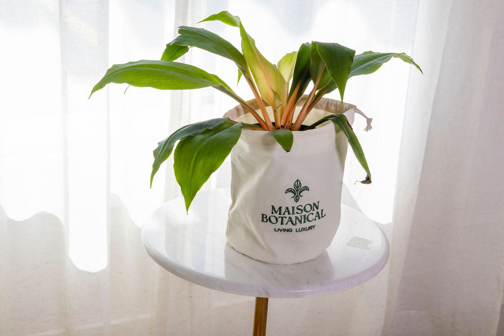 Chlorophytum Mandarin Orange — Chlorophytum Mandarin Orange Spider Plant arching green orange margins trailing houseplant Canada