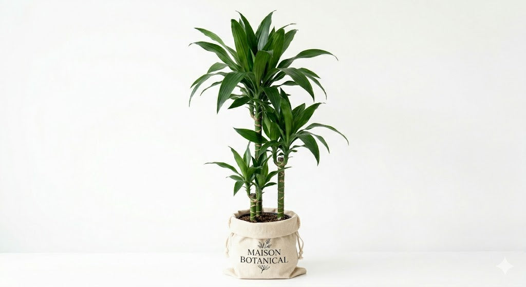 Janet Craig Cane 3-2-1 — Dracaena Janet Craig Cane 3-2-1 staggered heights deep green strap leaves indoor plant Canada