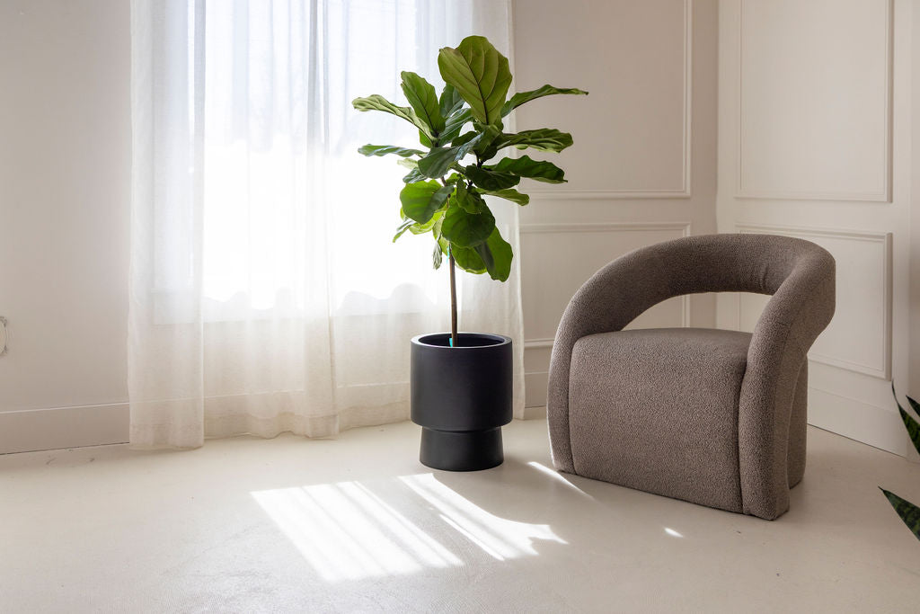 Ficus Lyrata Standard 4.5ft — Ficus Lyrata Standard fiddle leaf fig tall single stem tree form 4.5 feet indoor plant Canada