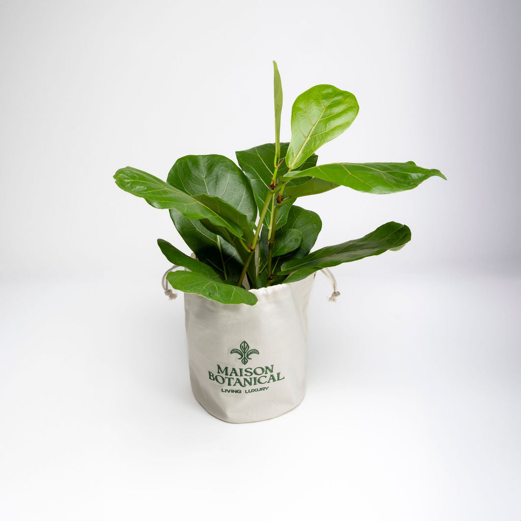 Ficus Lyrata (Fiddle Leaf Fig) Bush