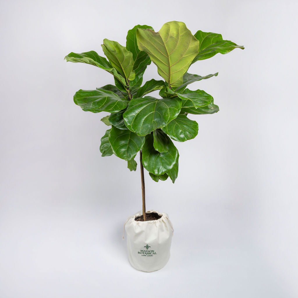 Ficus Lyrata Standard 4.5ft+ (Fiddle Leaf Fig Tree)