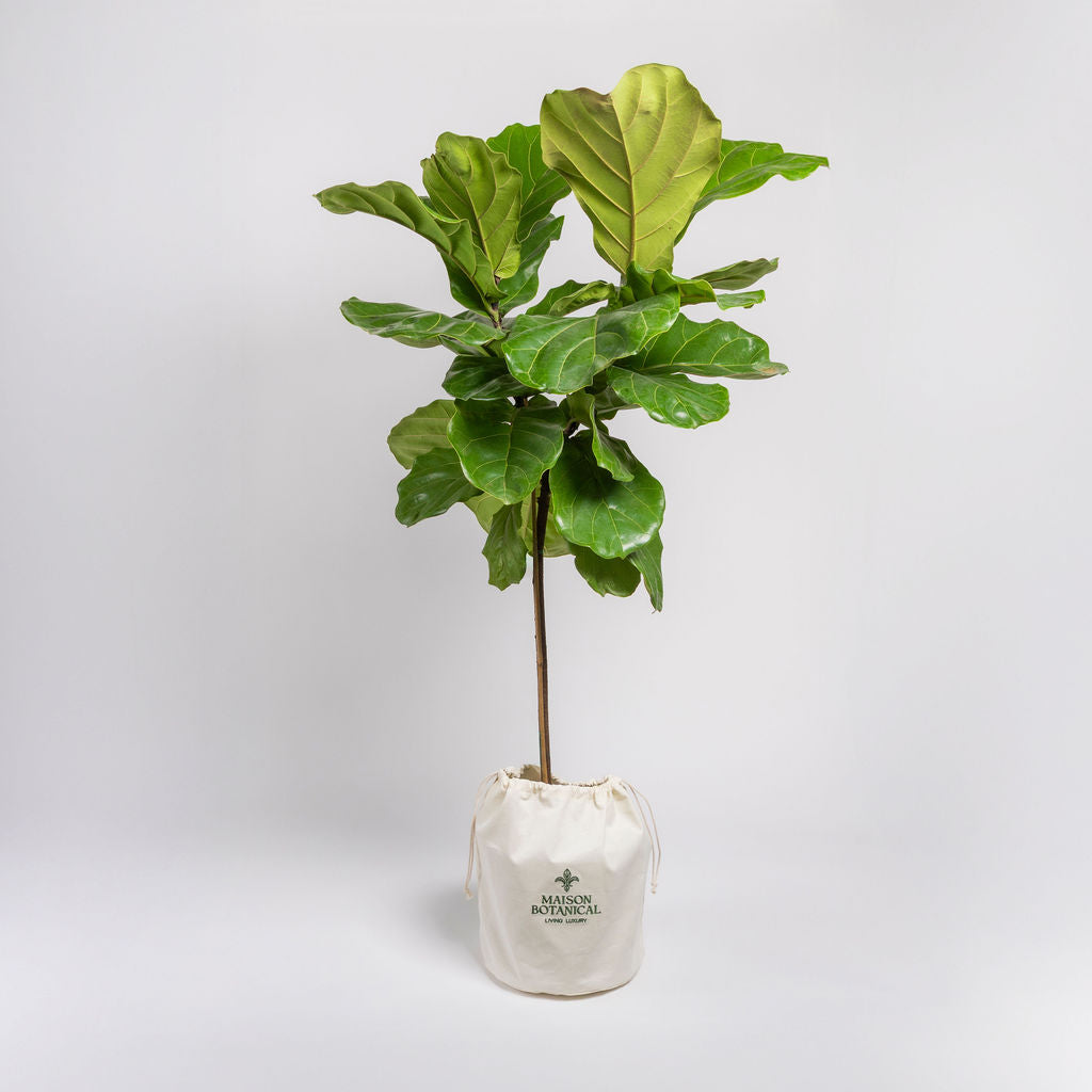 Ficus Lyrata Standard 4.5ft+ (Fiddle Leaf Fig Tree)