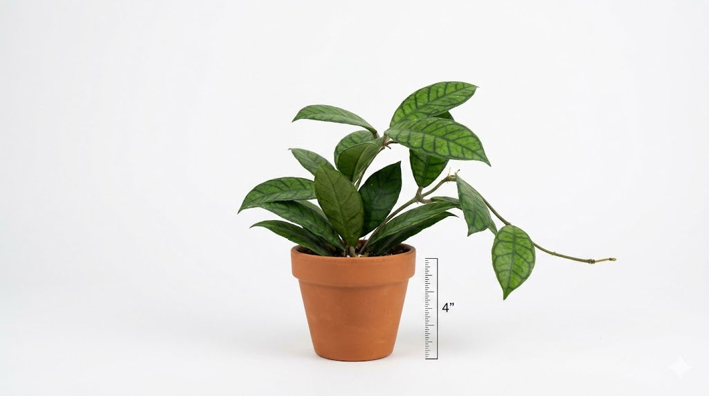 Hoya Callistophylla Vena — Hoya Callistophylla Vena large leathery leaves dark raised veins tropical houseplant Canada