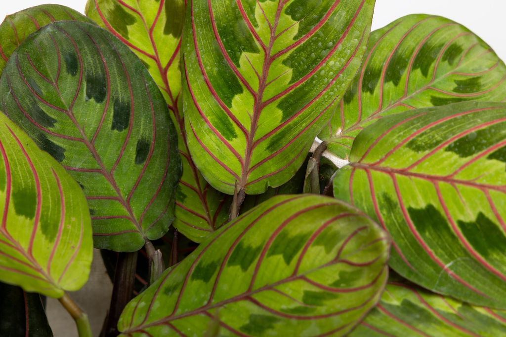 Maranta Red — Maranta Red Prayer Plant deep green leaves vivid red veins pet friendly houseplant Canada