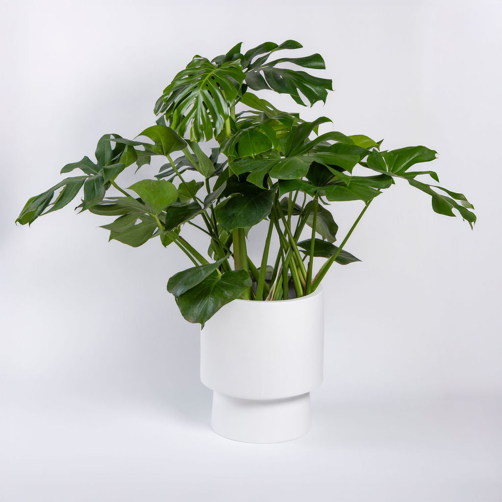 Monstera Deliciosa — Monstera Deliciosa Swiss Cheese Plant large fenestrated split leaves indoor tropical plant Canada