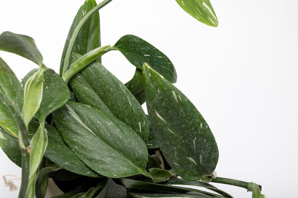 Monstera Standleyana Albo — Monstera Standleyana Albo Cobra variegated white green lance shaped leaves climbing plant Canada