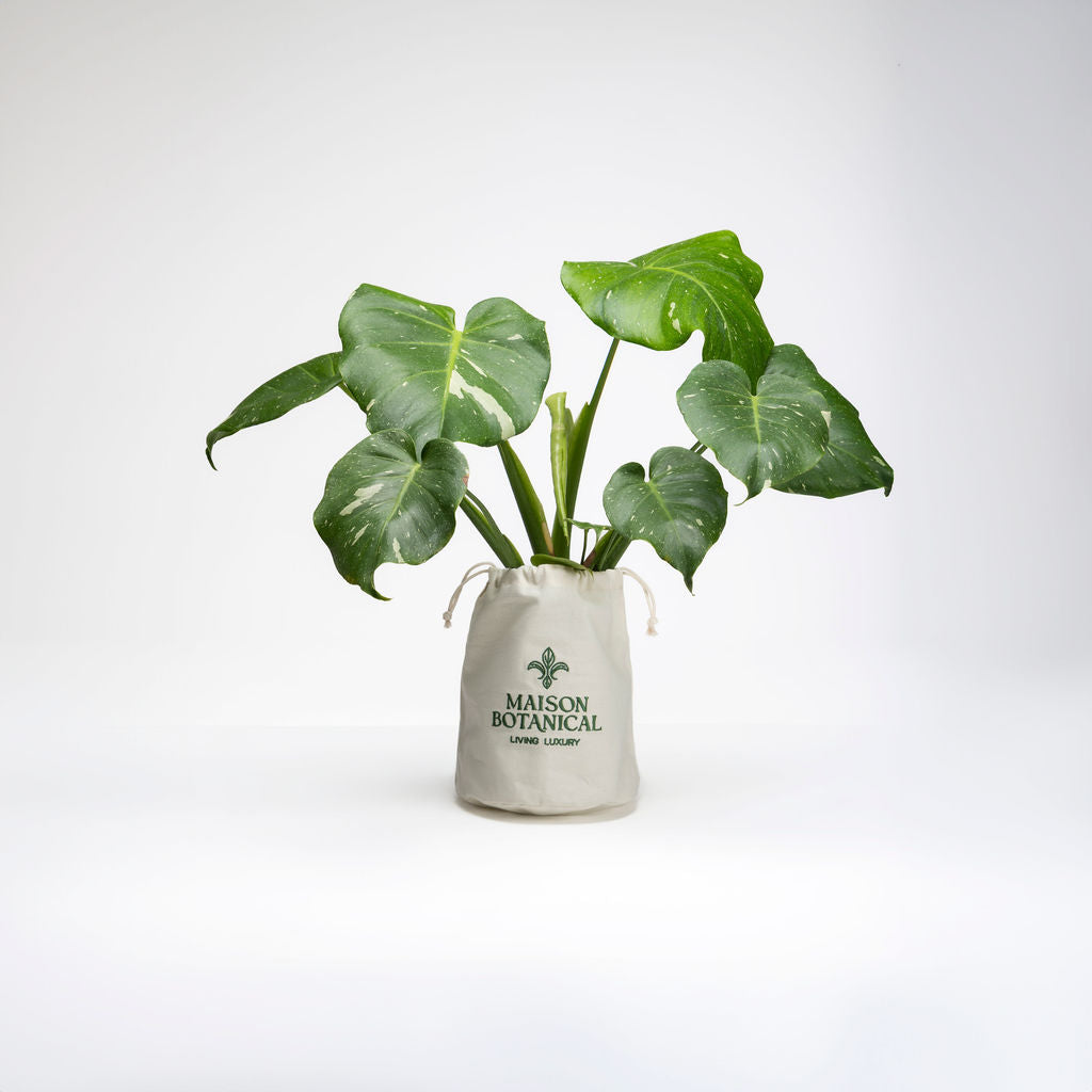 Monstera Thai Constellation — Monstera Thai Constellation variegated cream white fenestrated leaves collector tropical plant Canada