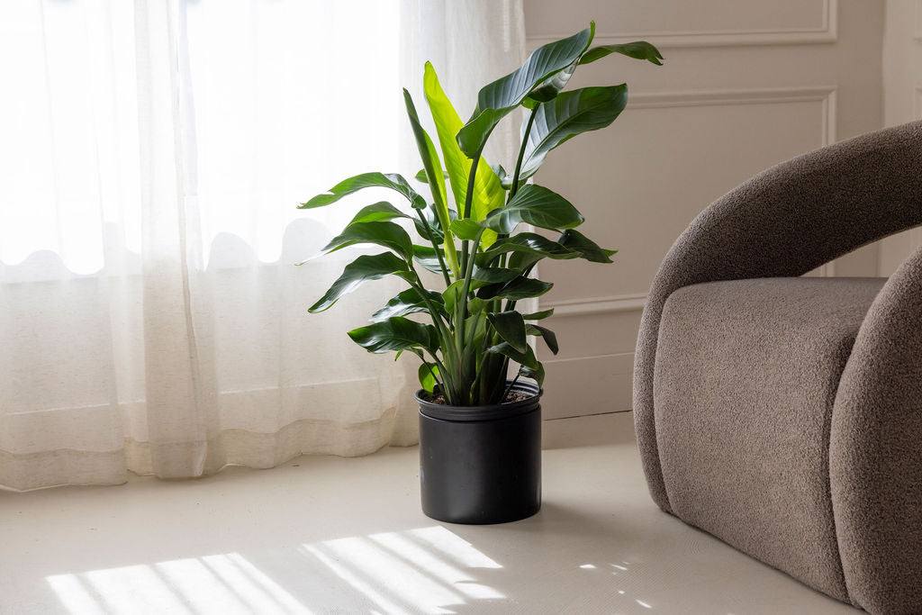 Strelitzia Nicolai (White Bird of Paradise)