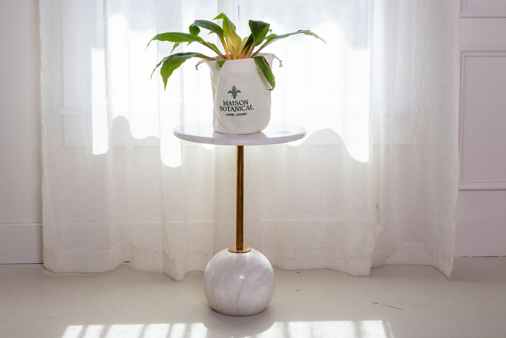 Chlorophytum Mandarin Orange