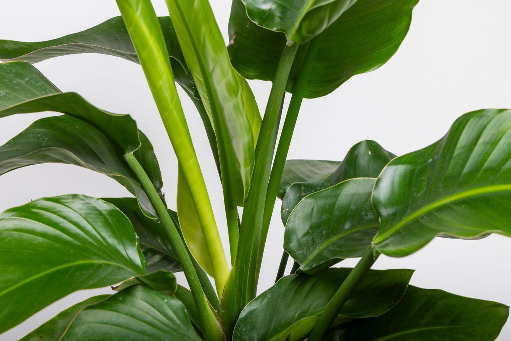 Strelitzia Nicolai (White Bird of Paradise)