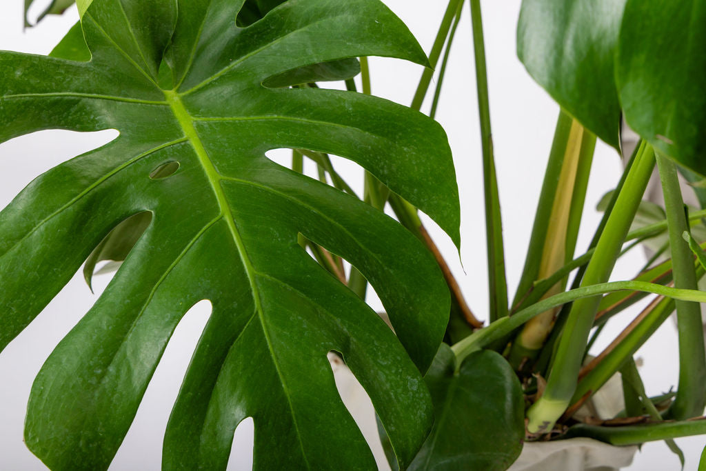 Monstera Deliciosa