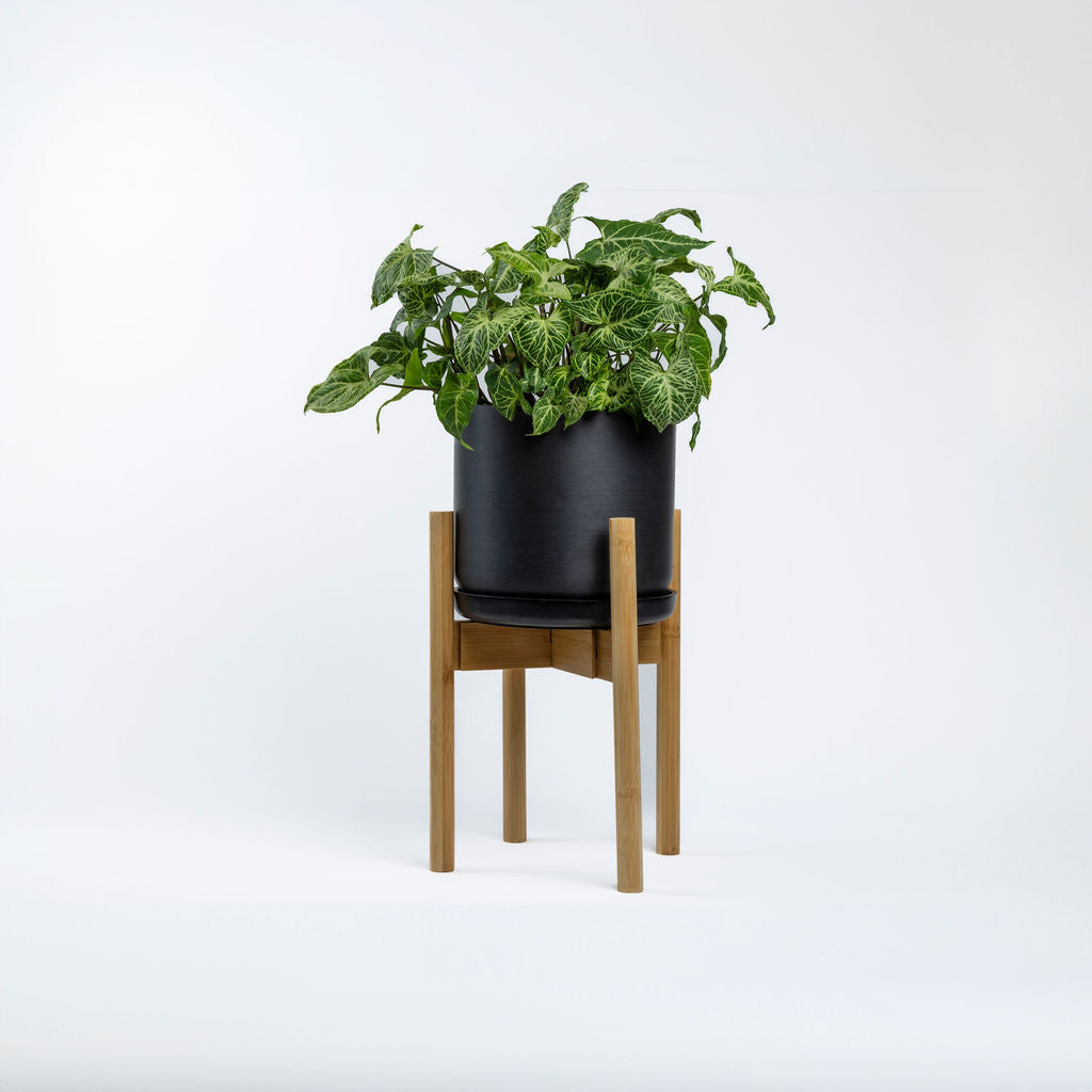 Syngonium Batik (Arrowhead Plant)