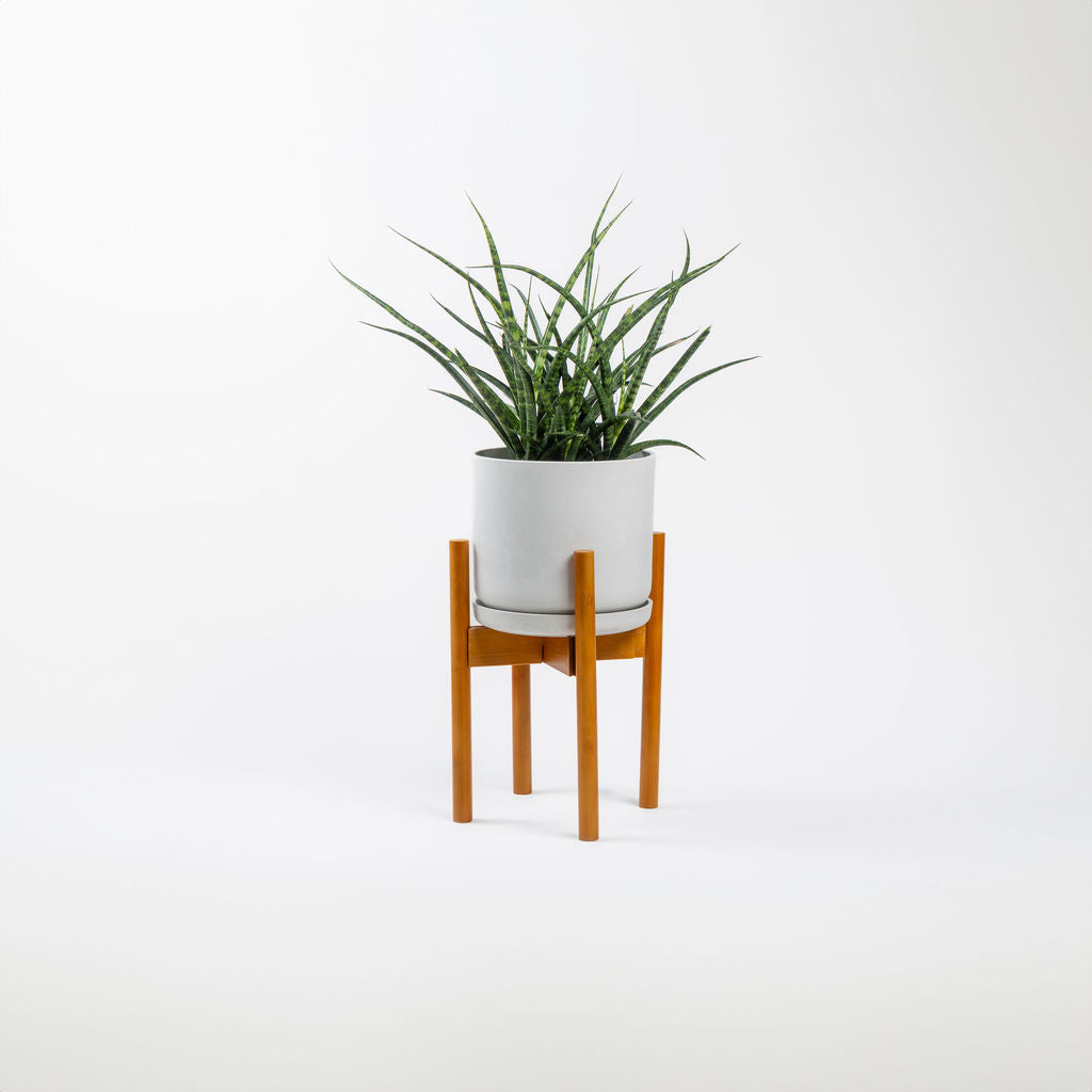 Sansevieria Fernwood Mikado Snake Plant