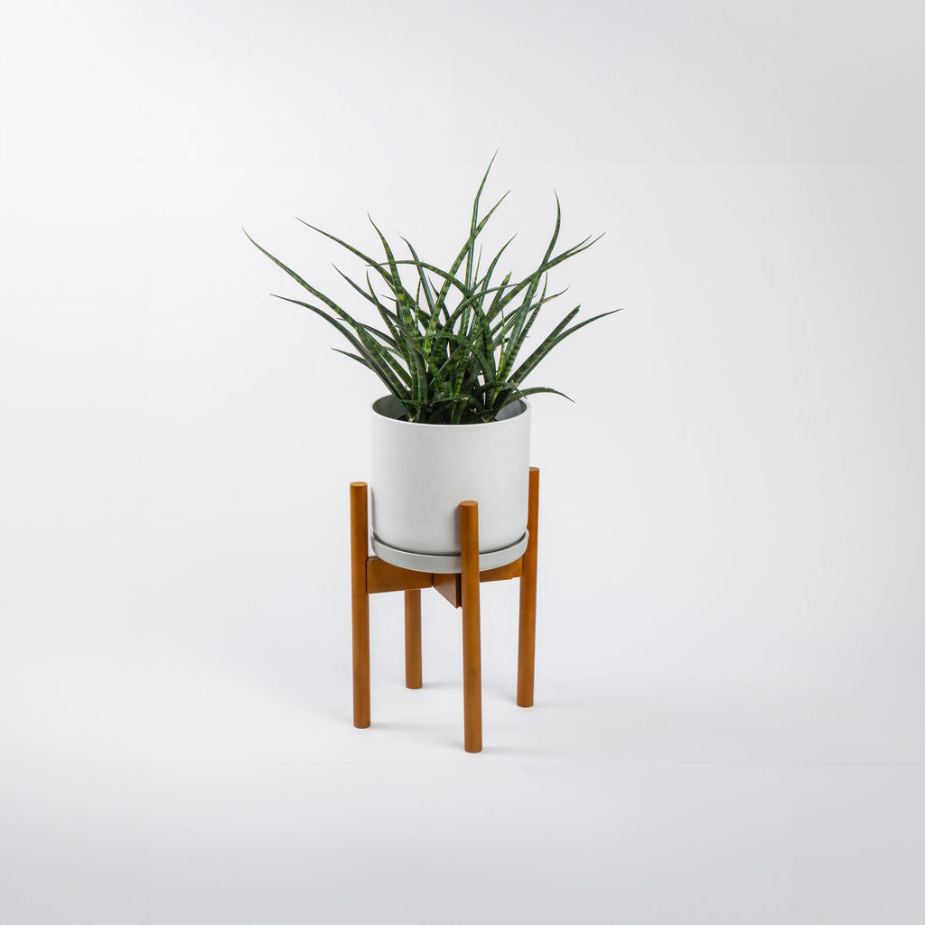 Sansevieria Fernwood Mikado Snake Plant