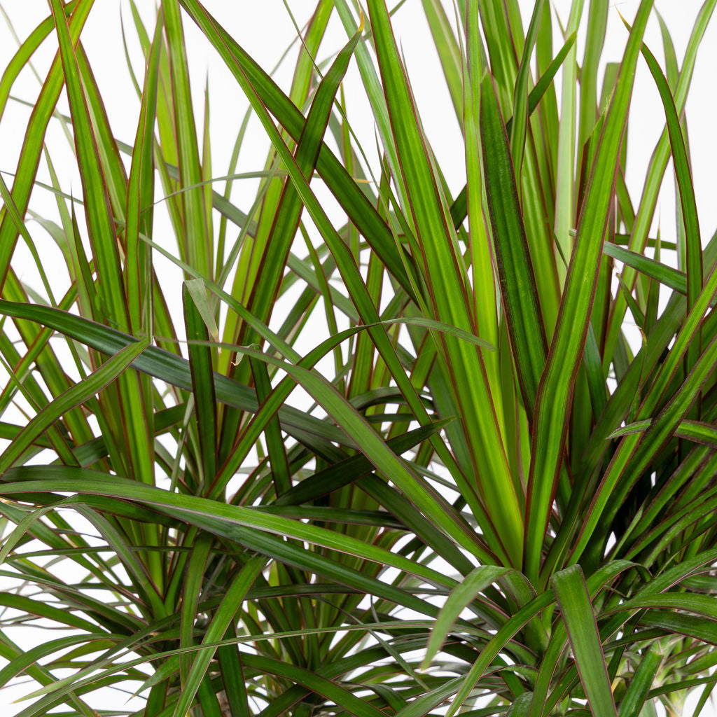 Dracaena Marginata 'Flat-Weave' Dragon Tree