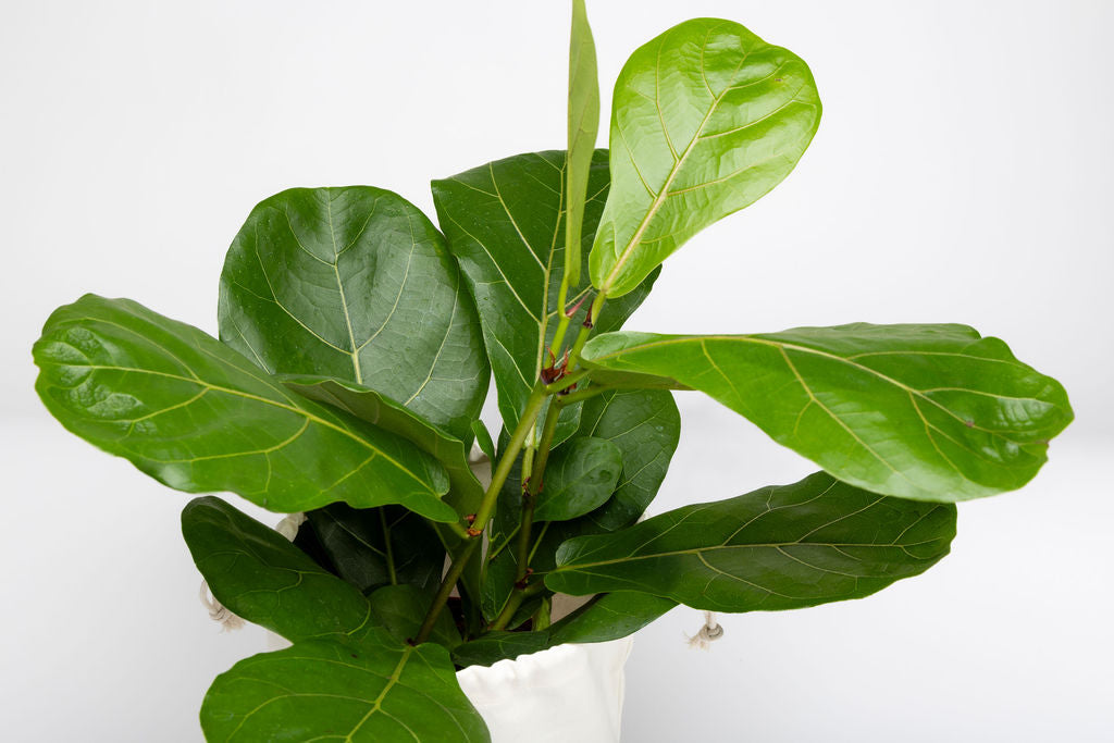 Ficus Lyrata (Fiddle Leaf Fig) Bush