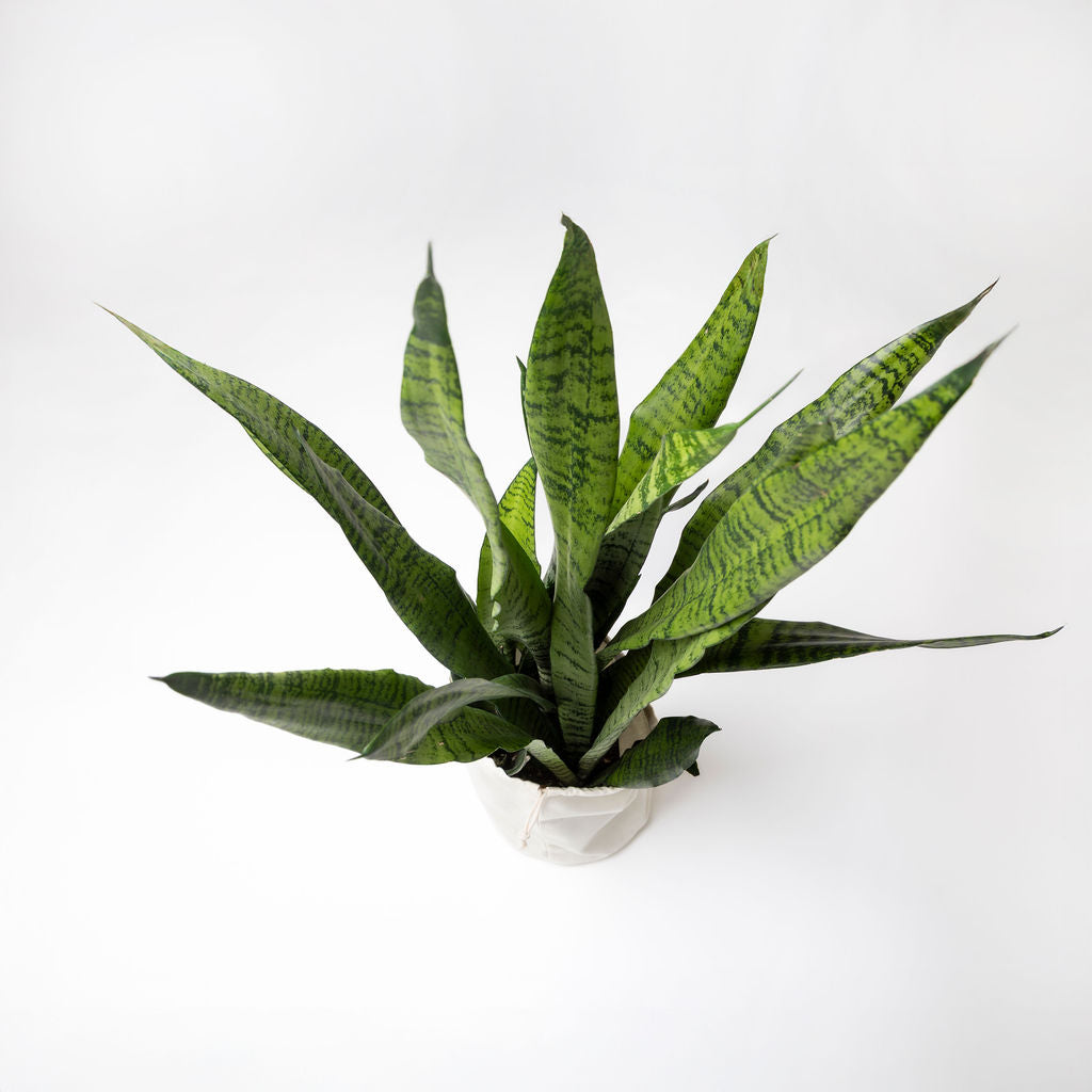 Sansevieria Zeylanica Snake Plant