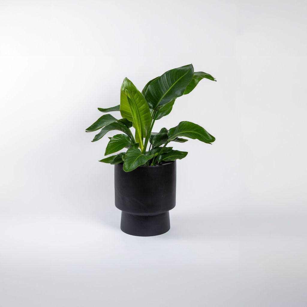 Strelitzia Reginae Bird of Paradise orange flower large leaves styled interior