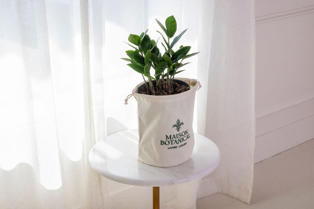 ZZ Plant — Zamioculcas Zamiifolia ZZ Plant glossy dark green leaves drought tolerant low light indoor plant Canada