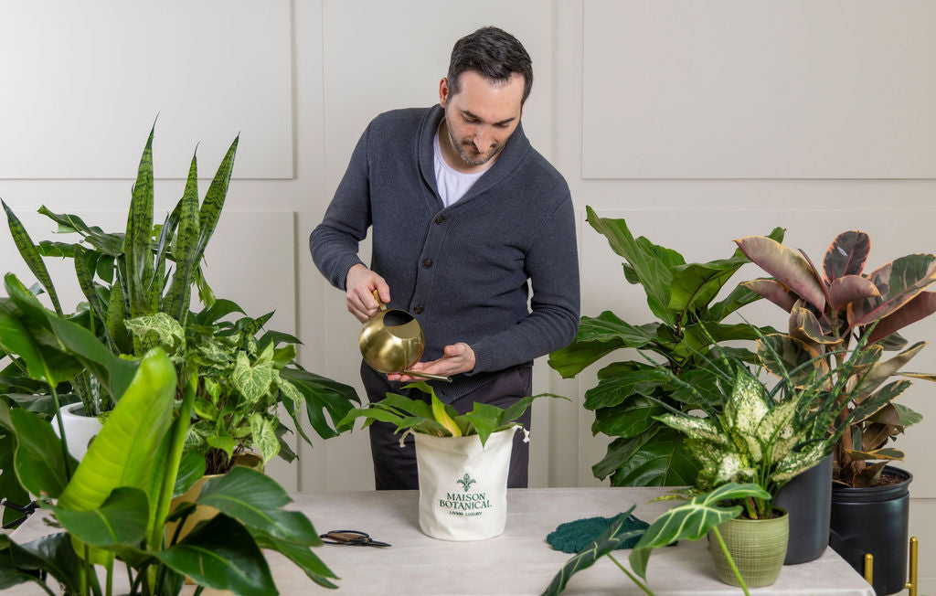A man tending to indoor tropical houseplants with a brass watering can, surrounded by lush greenery and a Maison Botanical branded planter.