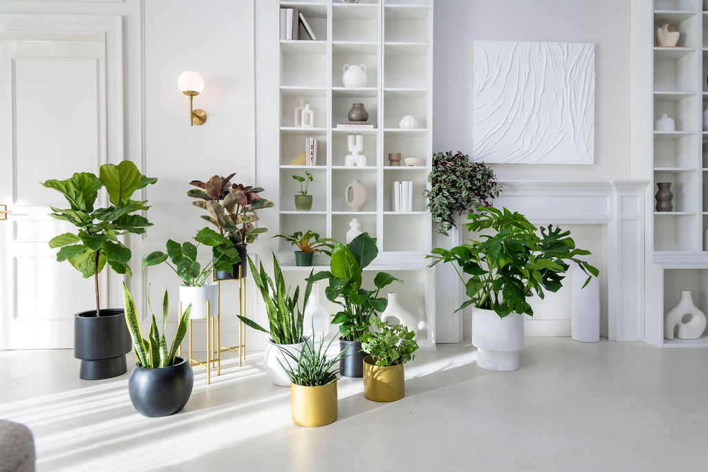 Plants