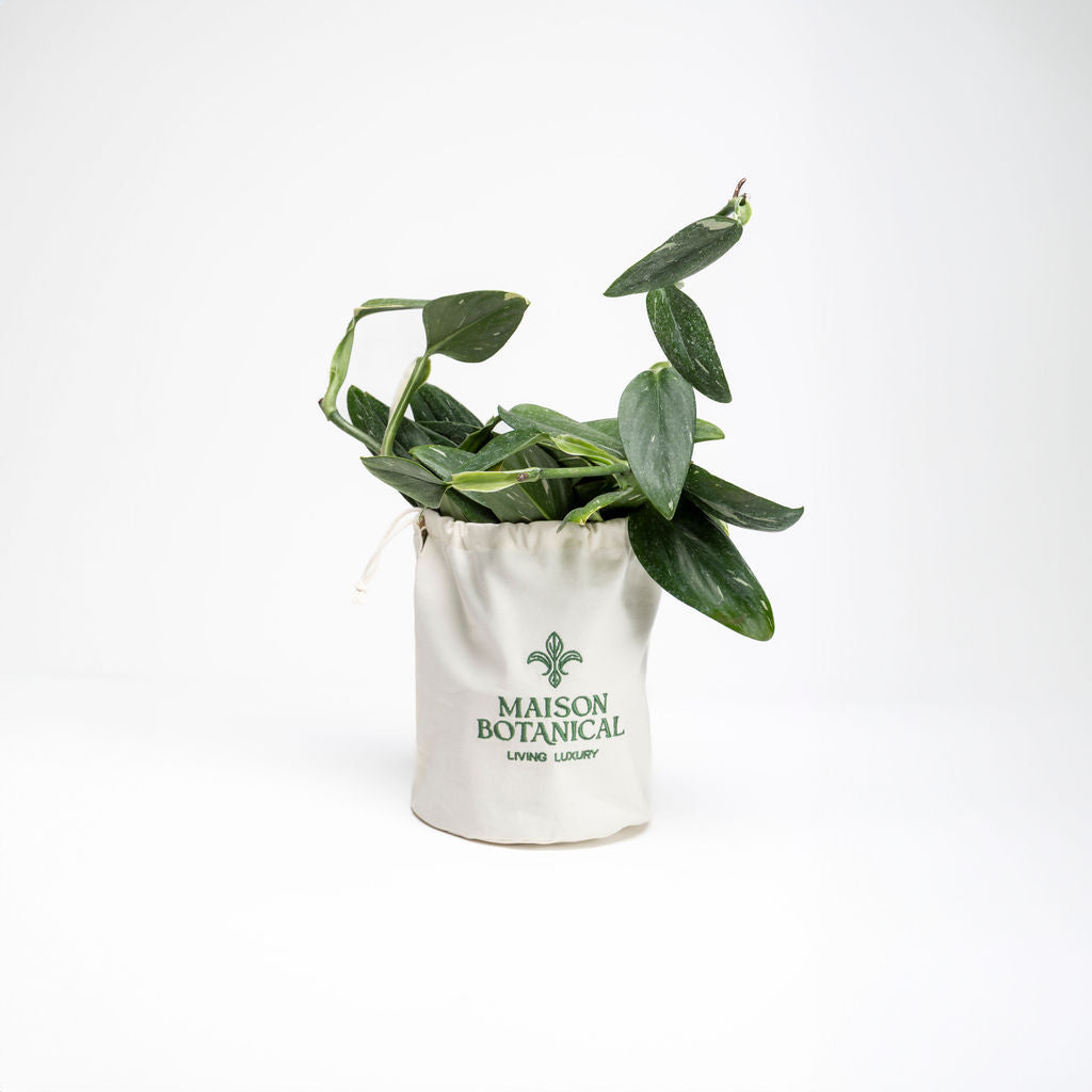 Monstera Standleyana Albo Cobra Monstera
