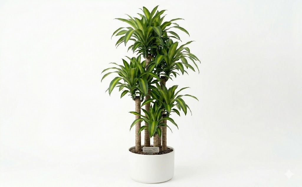 Dracaena Massangeana 5-4-3-2 — Dracaena Massangeana corn plant 5-4-3-2 staggered cane golden yellow stripe large indoor plant Canada