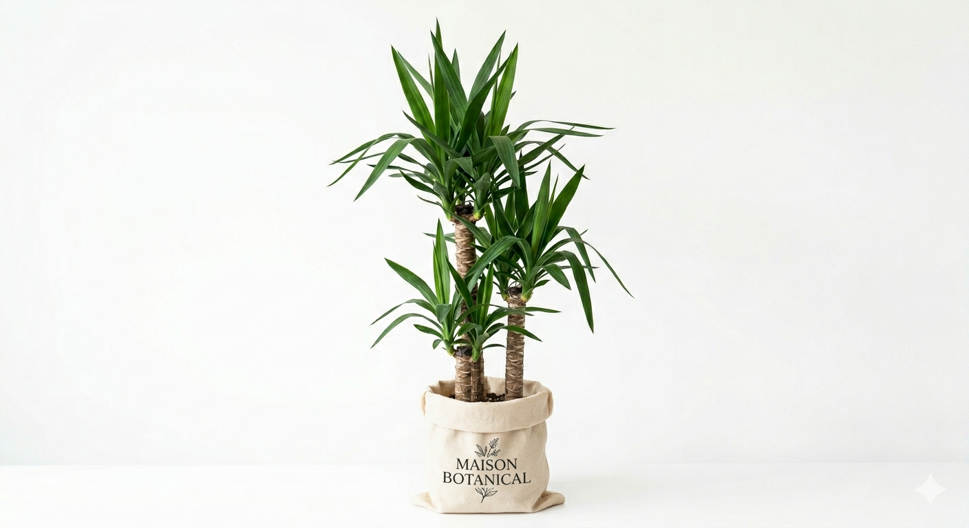 Yucca 4-3-2