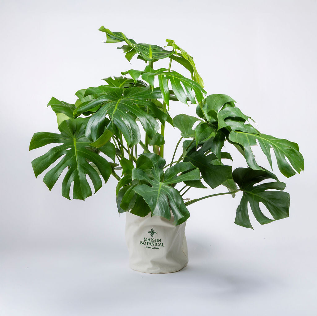 Monstera Deliciosa — Monstera Deliciosa Swiss Cheese Plant large fenestrated split leaves indoor tropical plant Canada