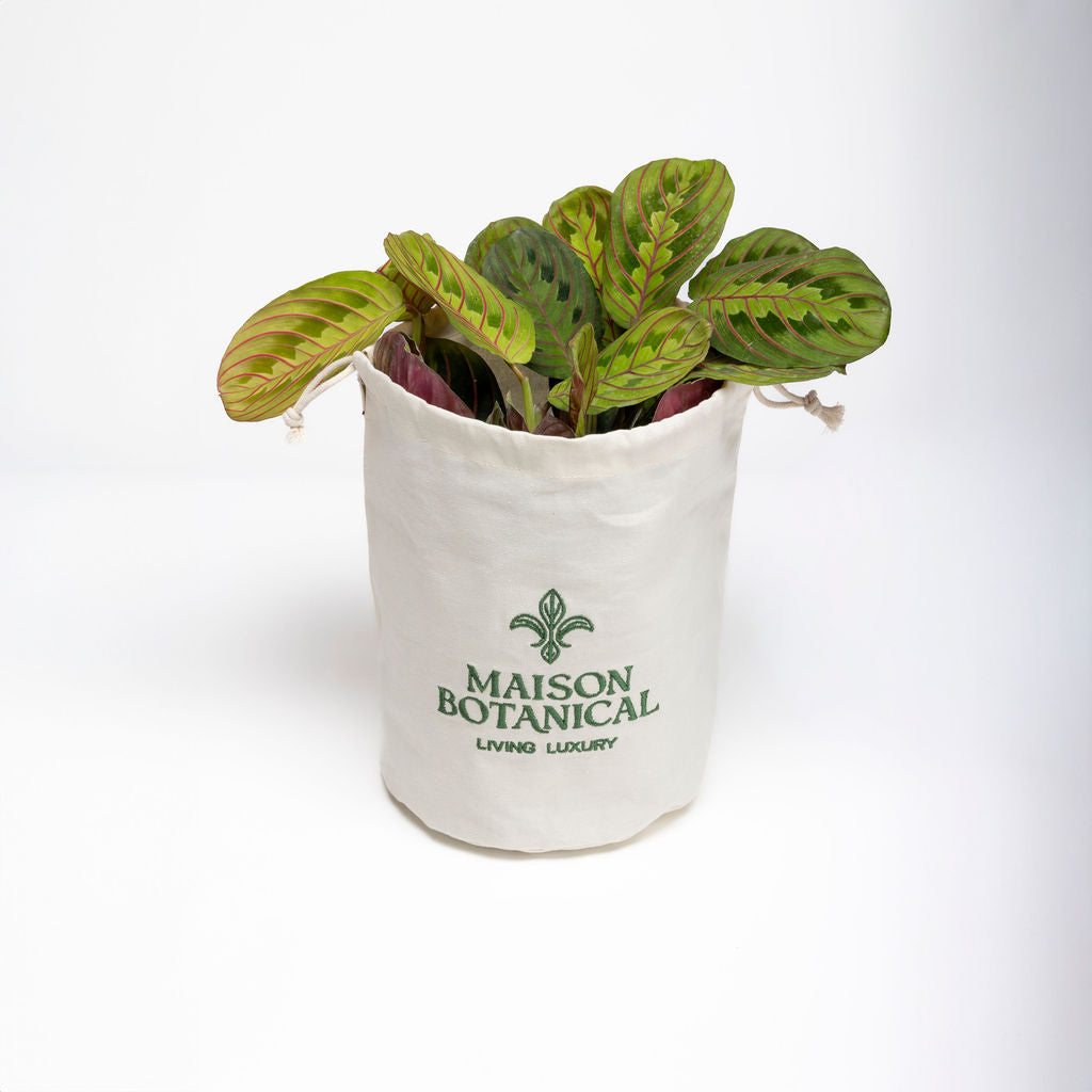 Green plant in a white grow bag with 'Maison Botanical' branding on a white background