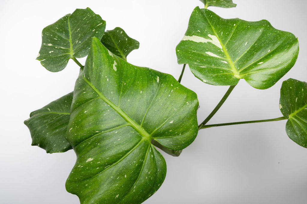 Monstera Deliciosa 'Thai Constellation' Variegated Monstera