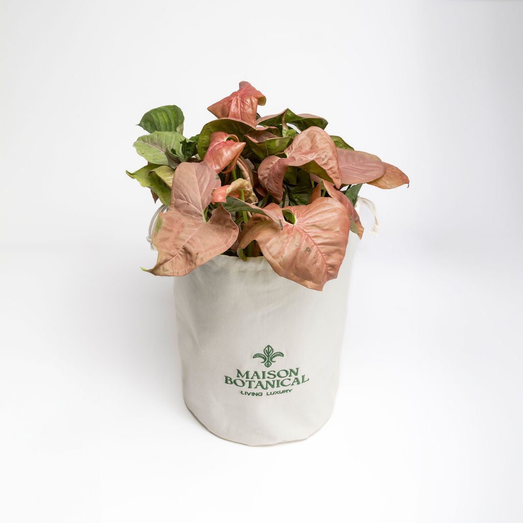 Potted plant with pink leaves in a white container labeled 'Maison Botanical' on a white background