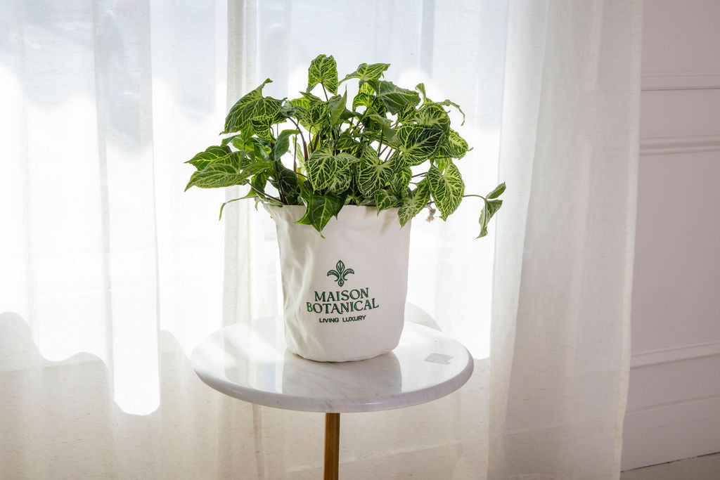 Syngonium Batik (Arrowhead Plant)
