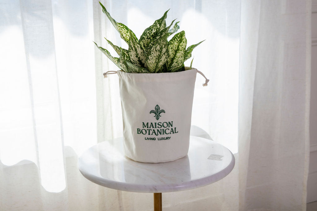Aglaonema Osaka