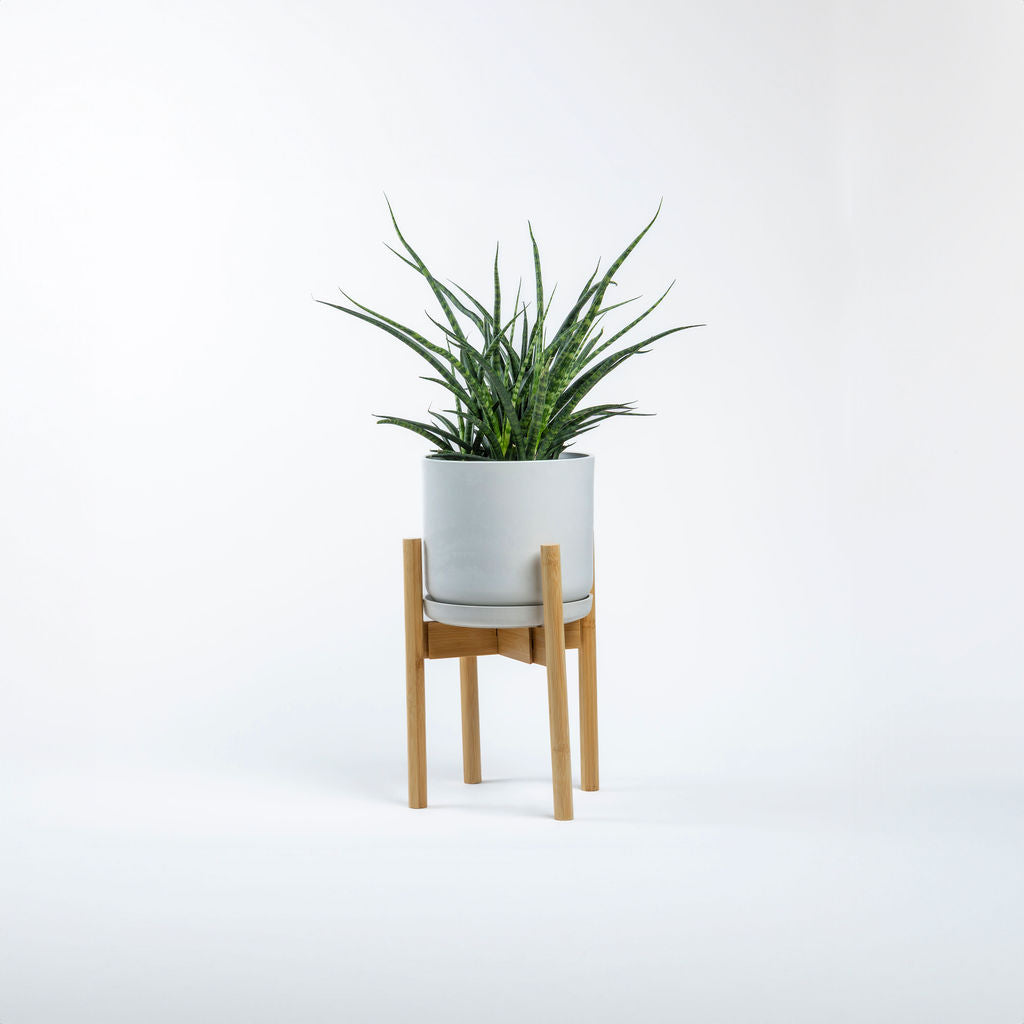 Sansevieria Fernwood Mikado Snake Plant