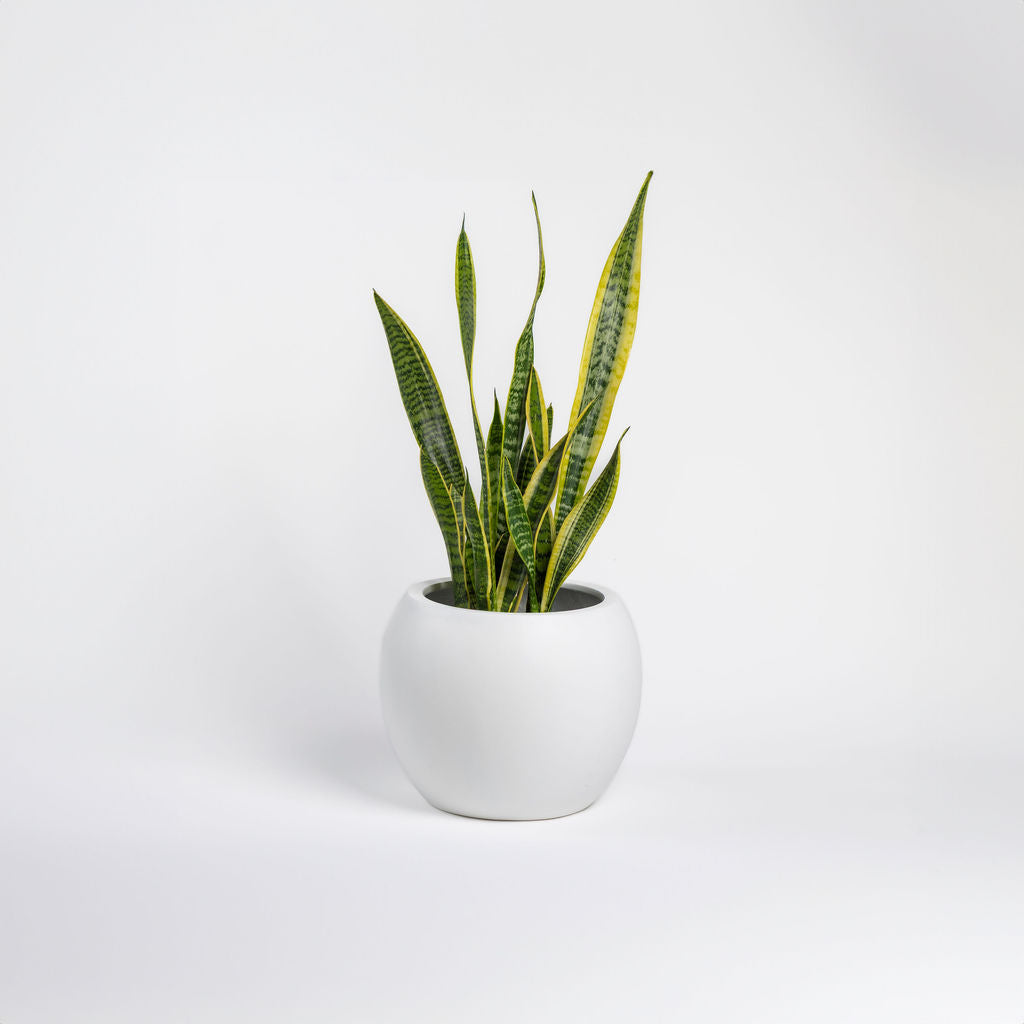 Sansevieria Laurentii Snake Plant