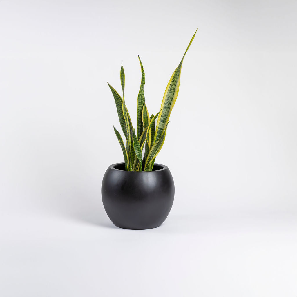 Sansevieria Laurentii Snake Plant