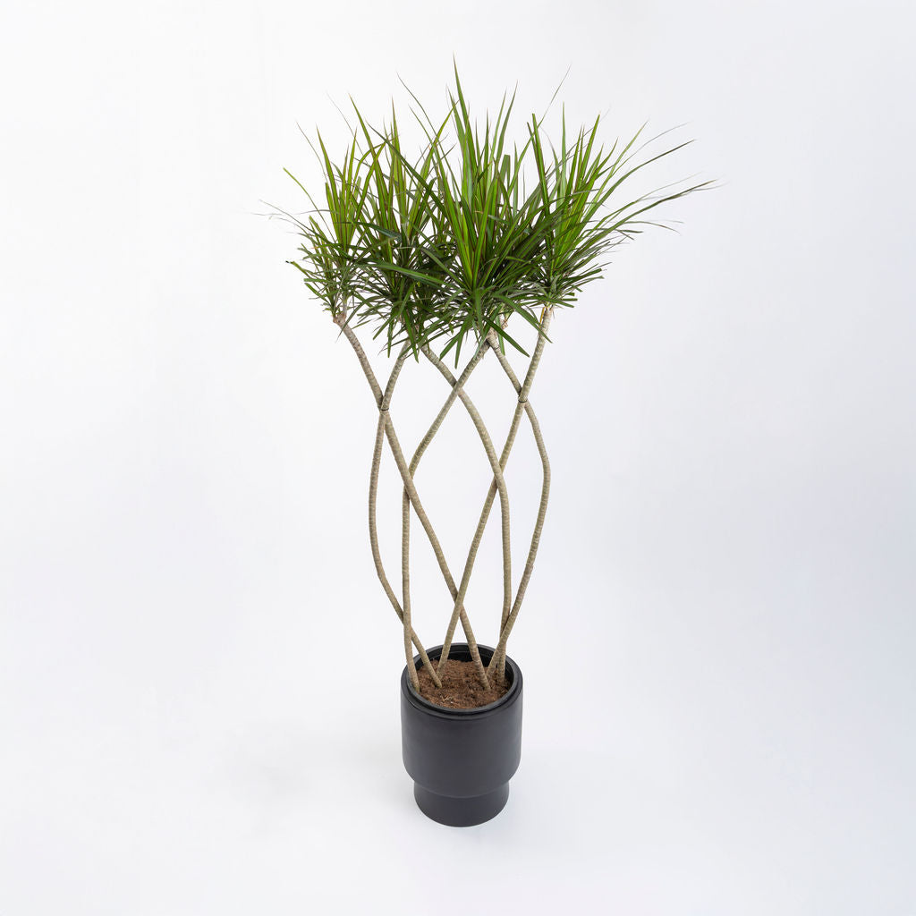 Dracaena Marginata 'Flat-Weave' Dragon Tree
