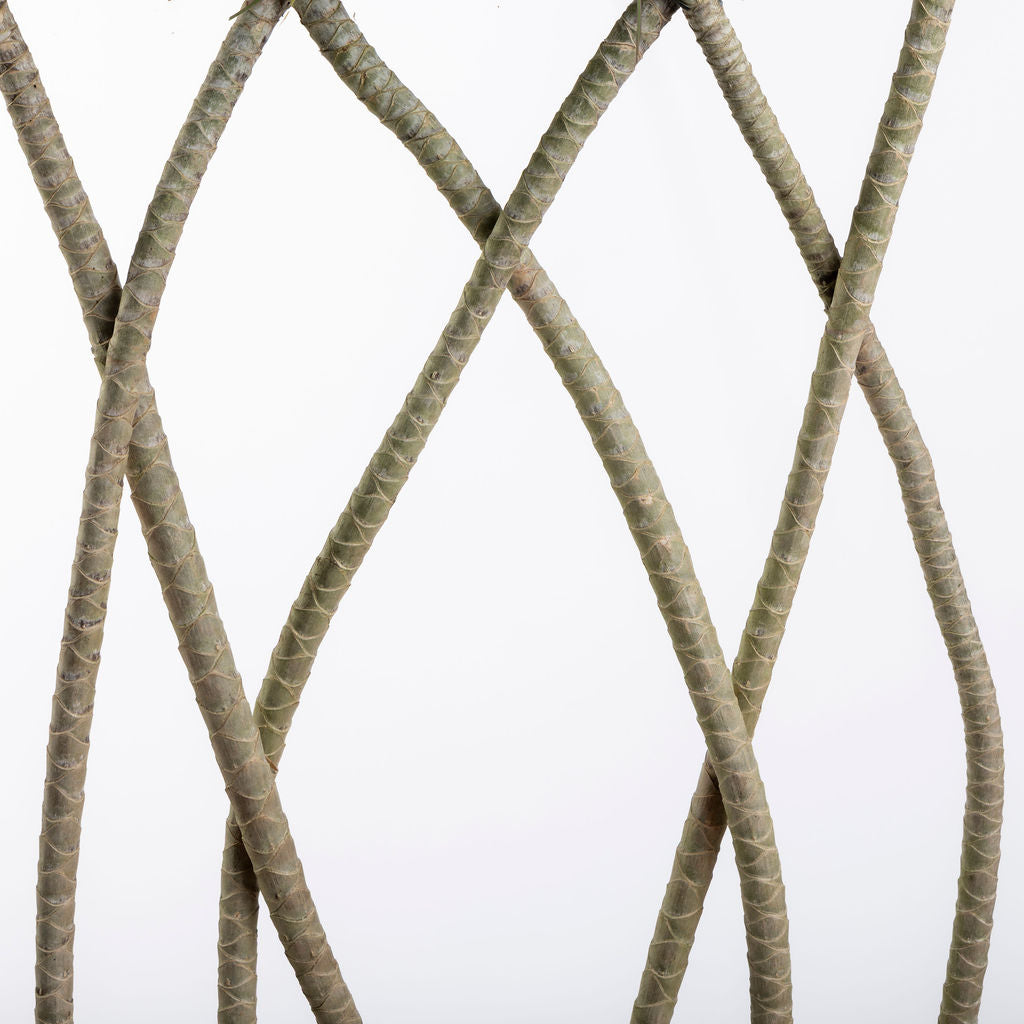 Dracaena Marginata 'Flat-Weave' Dragon Tree