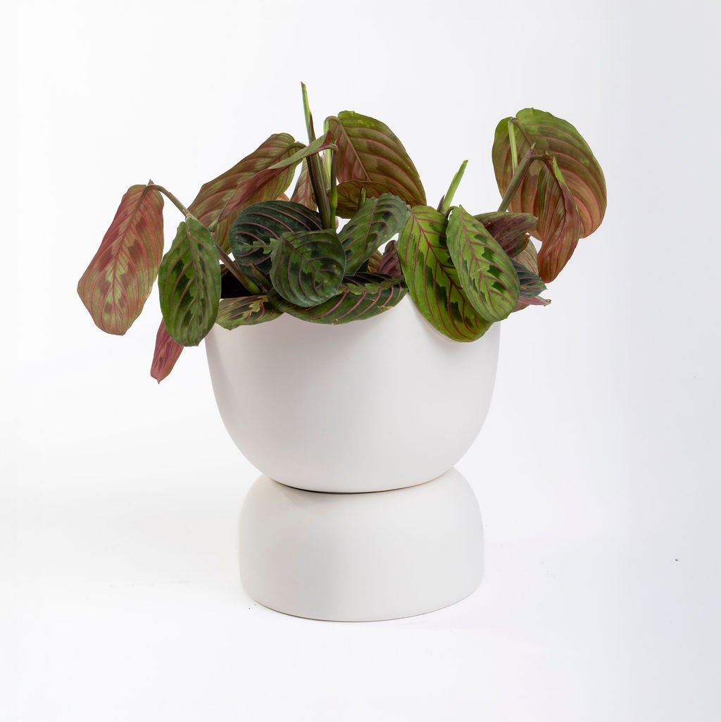 Self Watering Pot