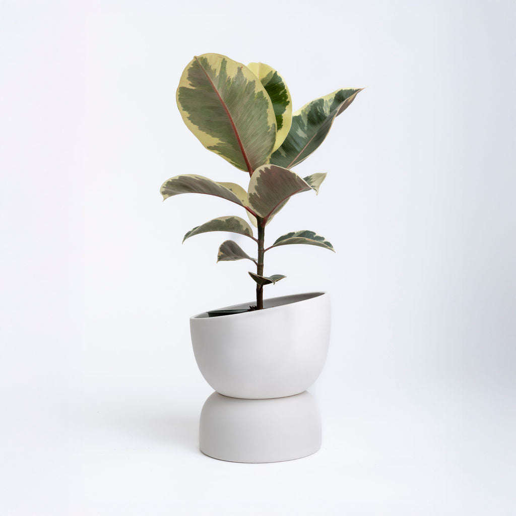 Self Watering Pot