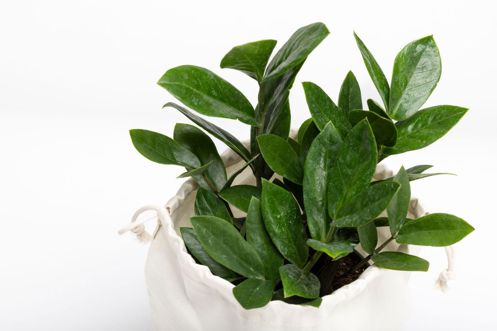 ZZ Plant (Zamioculcas Zamiifolia)