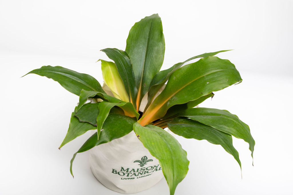 Chlorophytum Mandarin Orange