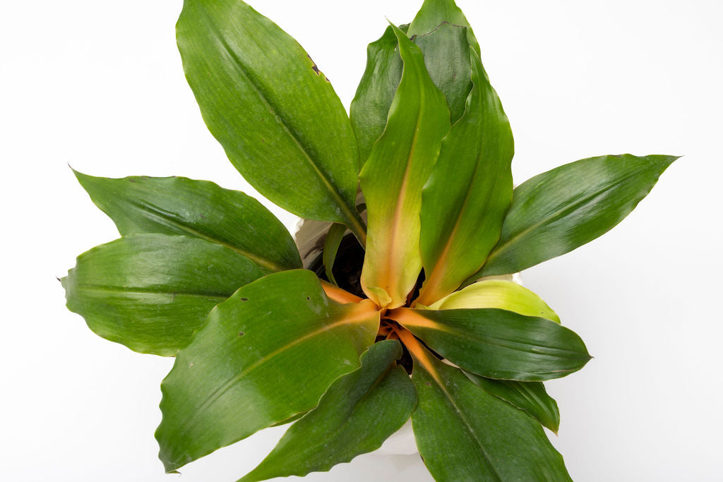 Chlorophytum Mandarin Orange