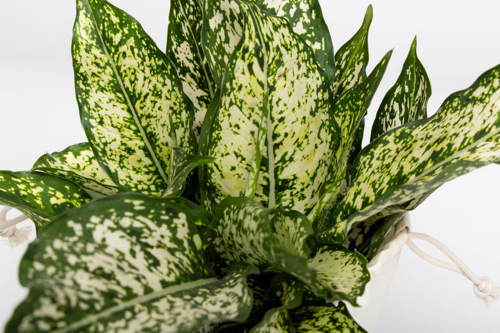Aglaonema Osaka