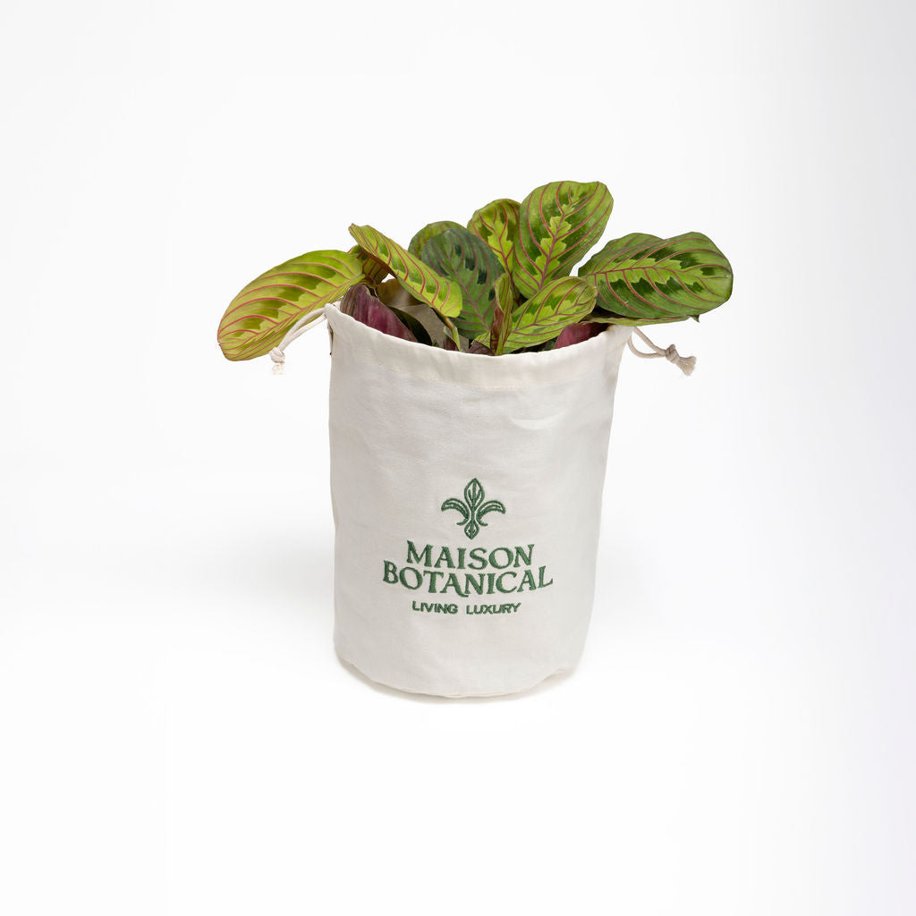 Maranta Red
