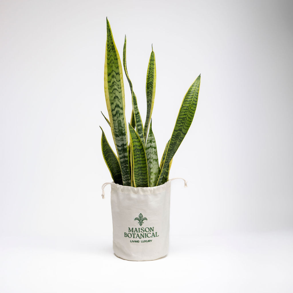 Sansevieria Laurentii Snake Plant