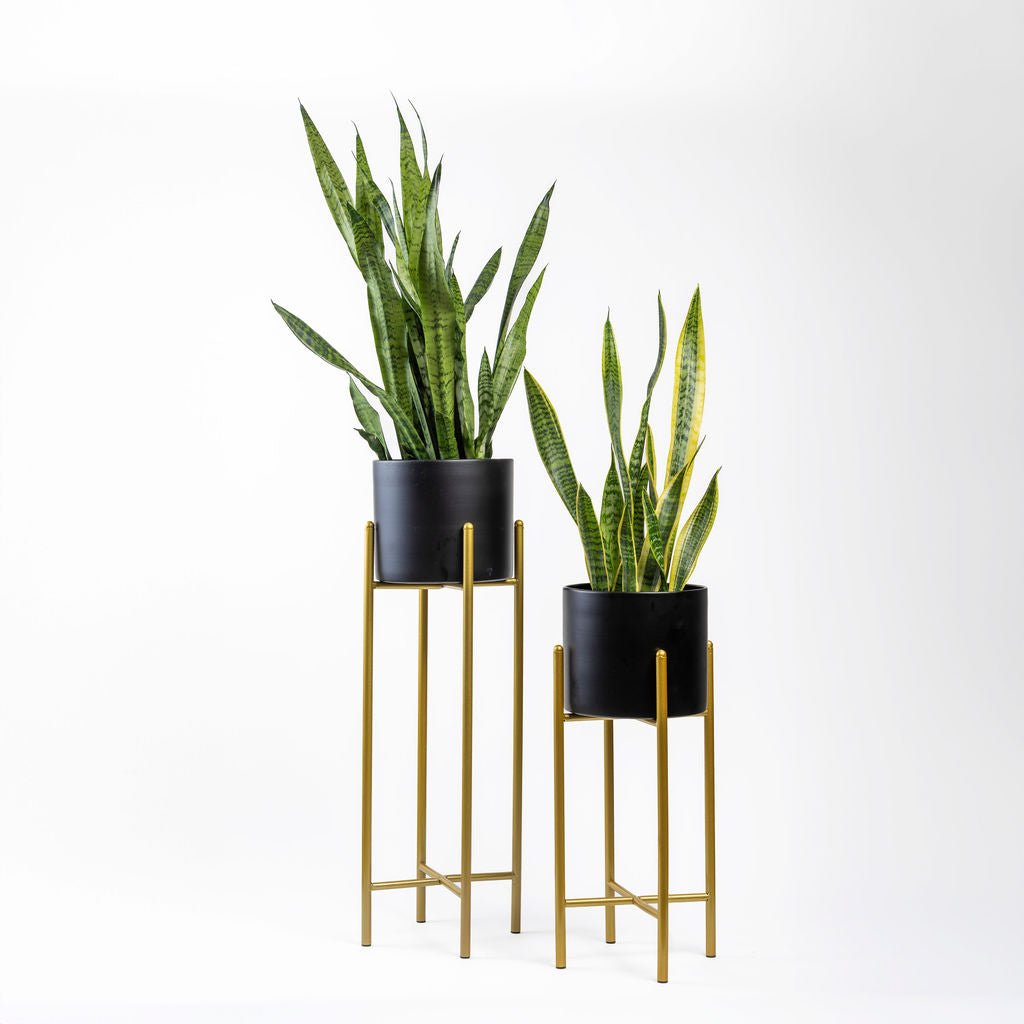 Sansevieria Laurentii Snake Plant